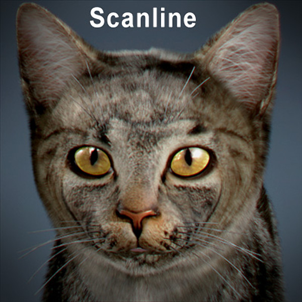 cat hair feline max - Domestic Cat - Hair by NONECG