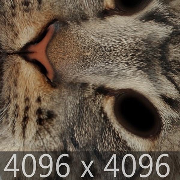 cat hair feline max - Domestic Cat - Hair by NONECG
