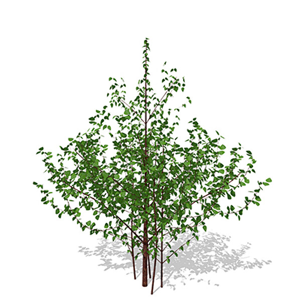 3dsmax xfrogplants cornelian cherry dogwood - XfrogPlants Cornelian Cherry Dogwood by xfrog