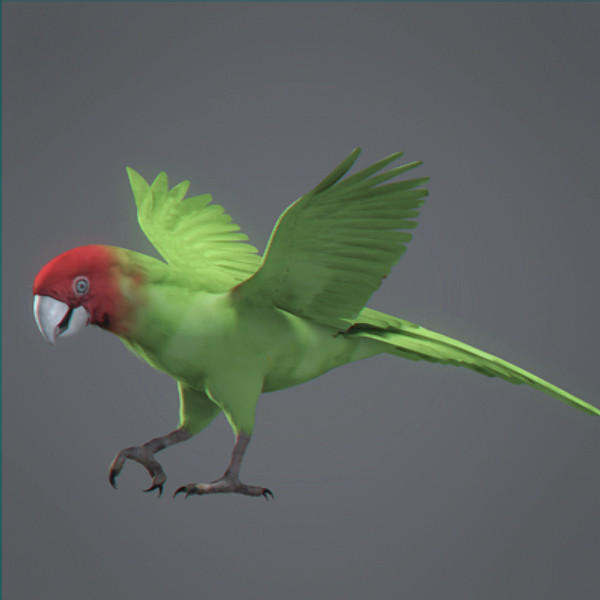 Animated Parrots Pack