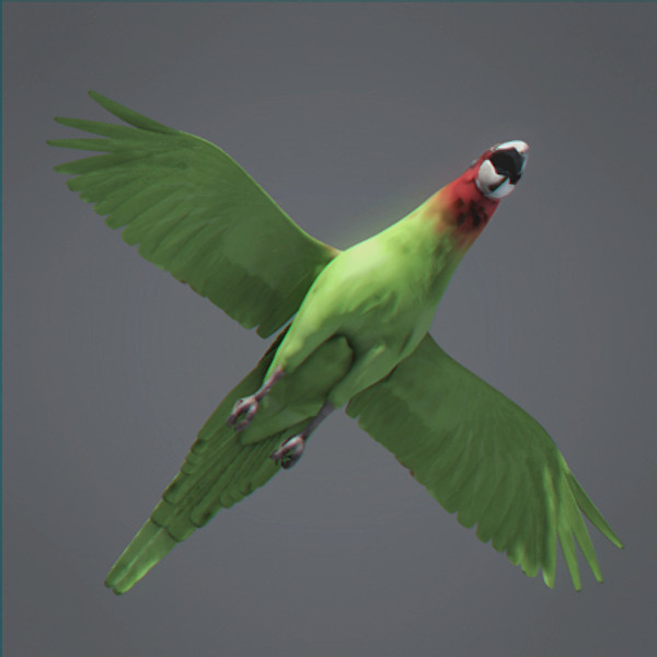 Animated Parrots Pack