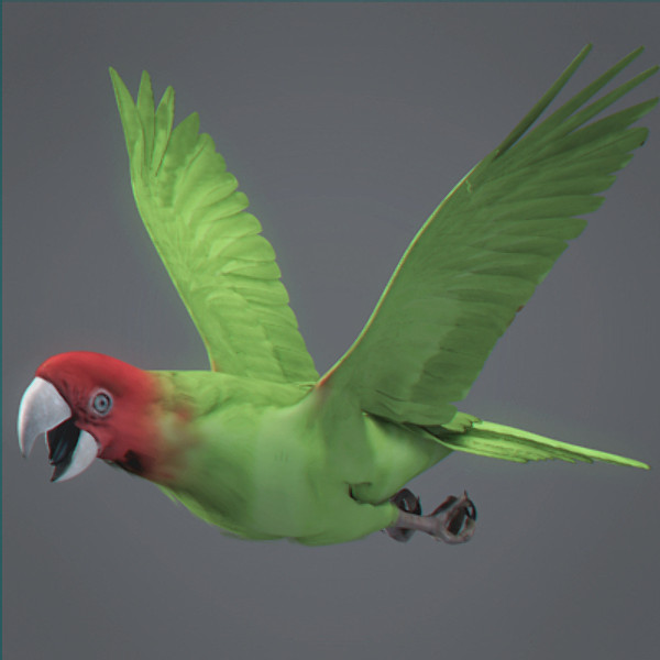 Animated Parrots Pack