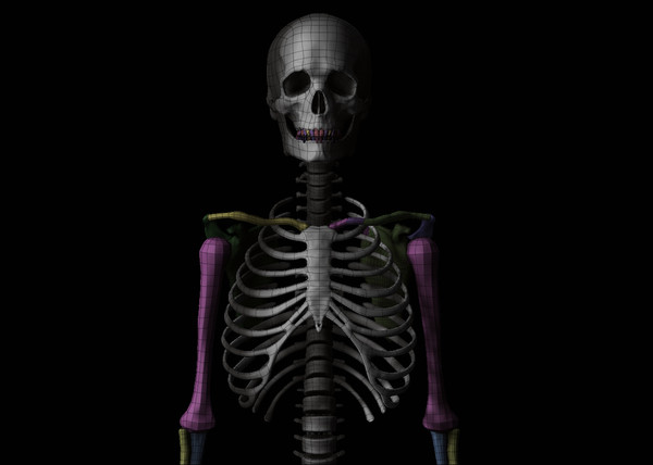 3ds skeleton zbrush 4 - Skeleton... by Leppee