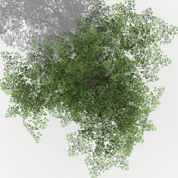 3d tree opacity - Tree 04 by fabelar
