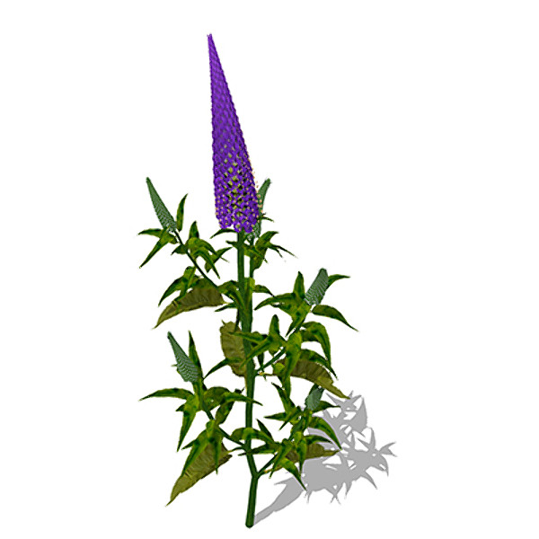 xfrogplants gooseneck loosestrife plant 3d model - XfrogPlants Gooseneck Loosestrife by xfrog