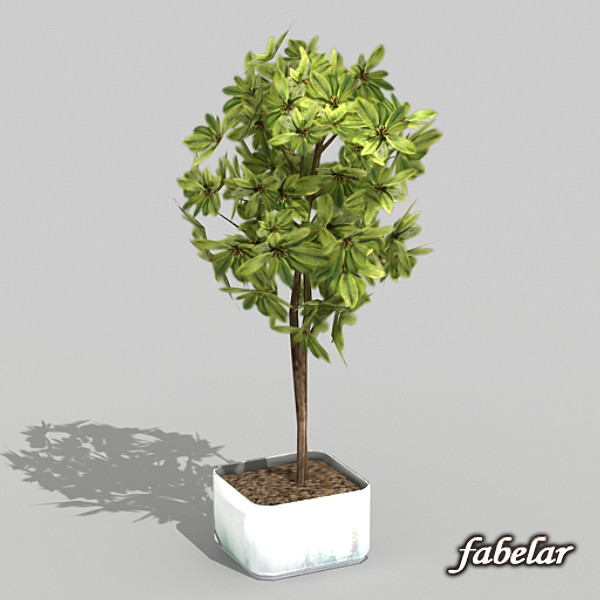 houseplant schefflera gold cap 3d model - Schefflera gold cap by fabelar