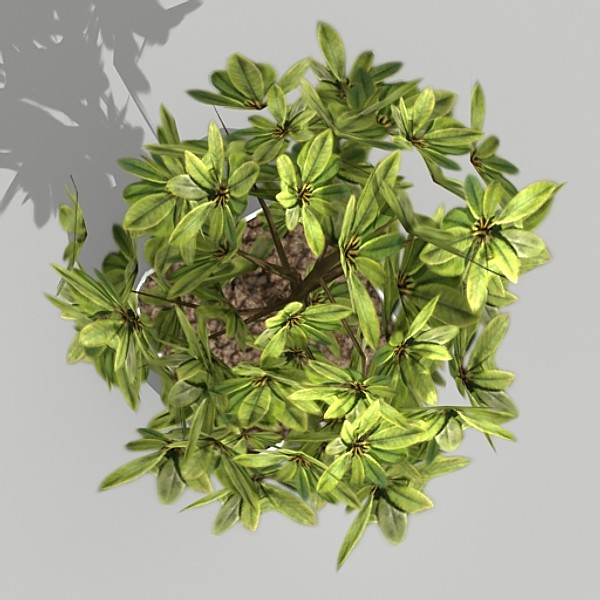 houseplant schefflera gold cap 3d model - Schefflera gold cap by fabelar