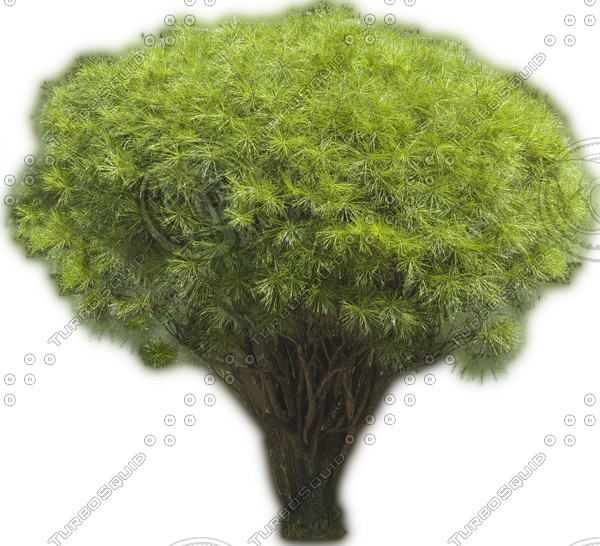 Japanese White Pine  High Resolution