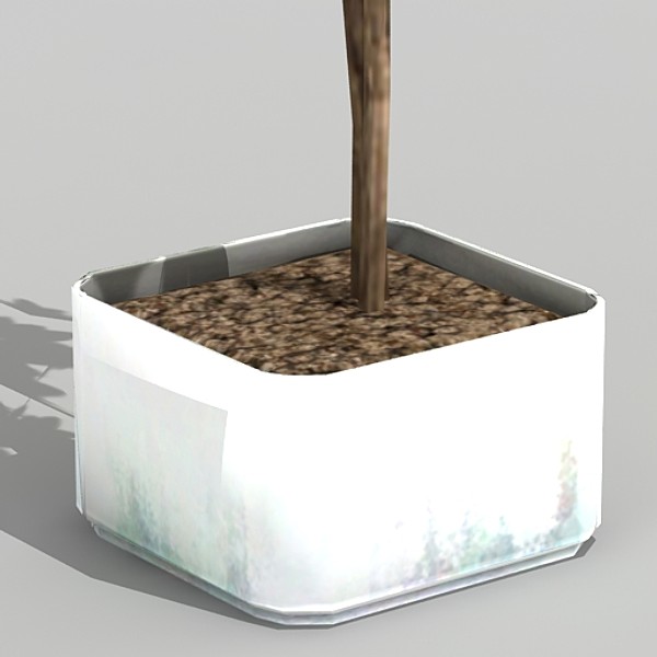 houseplant schefflera gold cap 3d model - Schefflera gold cap by fabelar