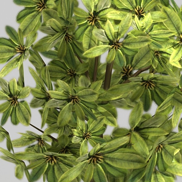 houseplant schefflera gold cap 3d model - Schefflera gold cap by fabelar