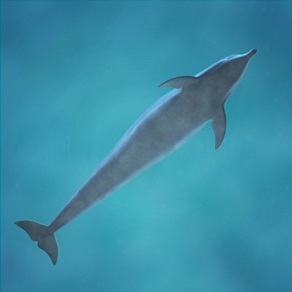 swim animation dolphin bottlenose 3d model - Animated Bottlenose Dolphin... by NONECG
