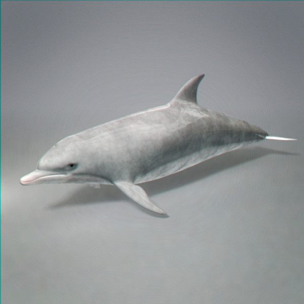 swim animation dolphin bottlenose 3d model - Animated Bottlenose Dolphin... by NONECG