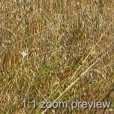 nature - field (1042)