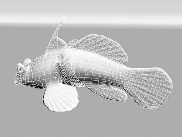 mandarin fish synchiropus splendidus 3d model - Mandarin FIsh Synchiropus splendidus by 3dsam79