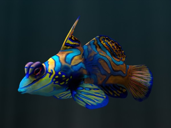 mandarin fish synchiropus splendidus 3d model - Mandarin FIsh Synchiropus splendidus by 3dsam79