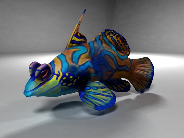 mandarin fish synchiropus splendidus 3d model - Mandarin FIsh Synchiropus splendidus by 3dsam79