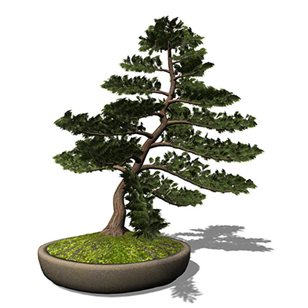 3d xfrogplants bonsai hinoki falsecypress - XfrogPlants Bonsai Hinoki Falsecypress by xfrog