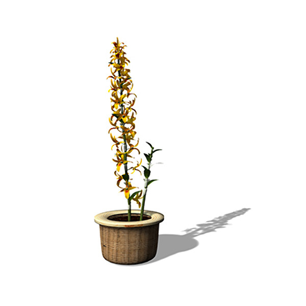 max xfrogplants dendrobium nobile plant - XfrogPlants Dendrobium nobile by xfrog