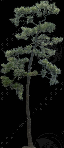 Japanese Red Pine 1 High Resolution