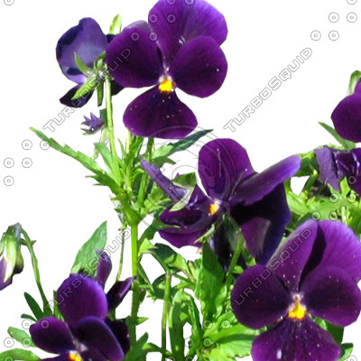 Flower_L_14.tga