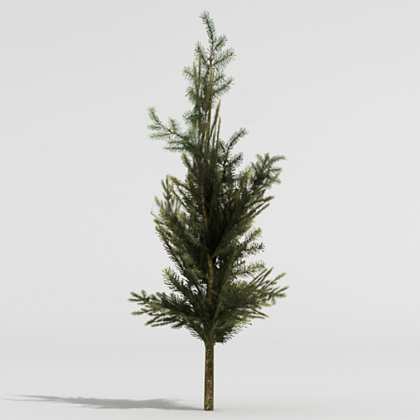 3d fir tree model - Fir by fabelar