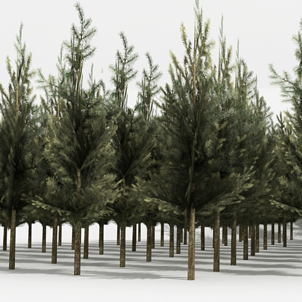 3d fir tree model - Fir by fabelar