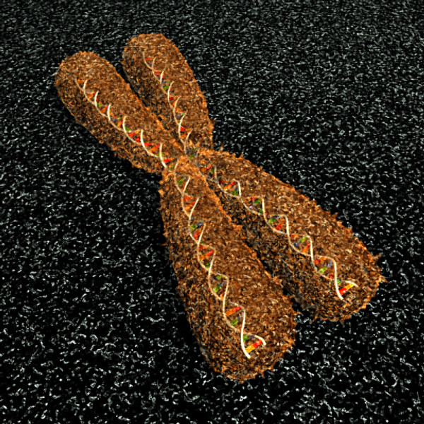 3ds max neuron chromosome blood vessel - Neuron, Chromosome, Blood Vessel by TurboPhoton
