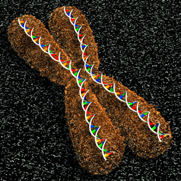 3ds max neuron chromosome blood vessel - Neuron, Chromosome, Blood Vessel by TurboPhoton