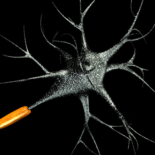 3ds max neuron chromosome blood vessel - Neuron, Chromosome, Blood Vessel by TurboPhoton