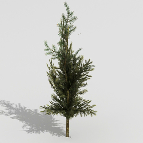 3d fir tree model - Fir by fabelar