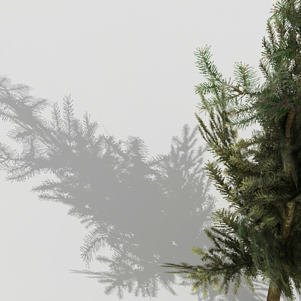3d fir tree model - Fir by fabelar