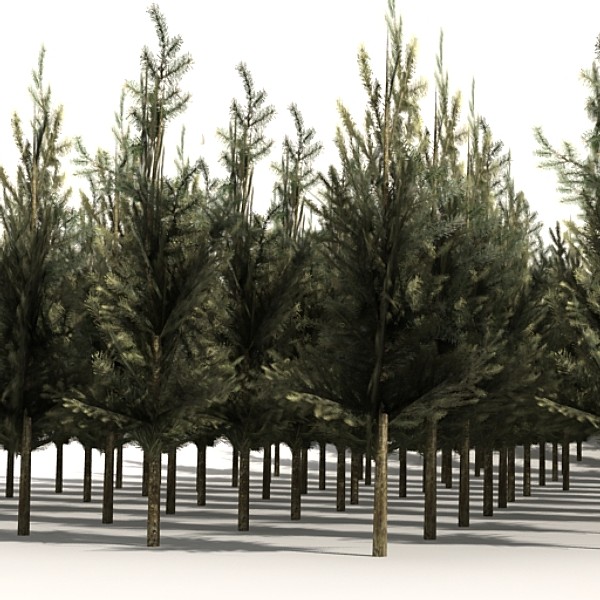 3d fir tree model - Fir by fabelar