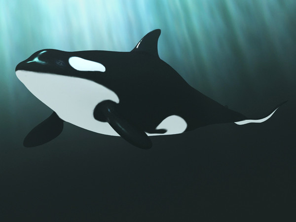 3d killer whale rigged - Killer Whale rigged by fabelar