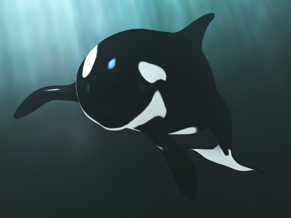 3d killer whale rigged - Killer Whale rigged by fabelar
