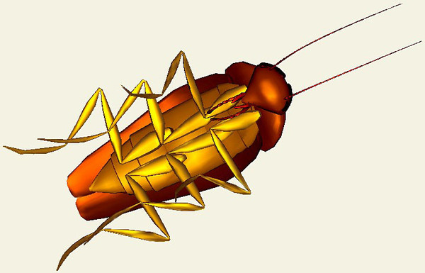 maya cockroach creatures extermination - Cockroach... by GraphicGuru