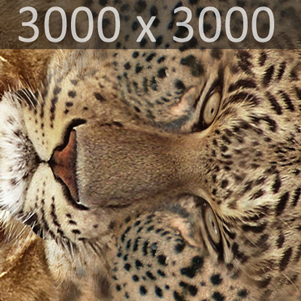 3d cat feline leopard - Leopard by NONECG