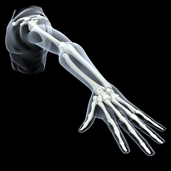 shoulder upper limb 3d 3ds - Shoulder & upper limbs.zip... by RadioMatrix