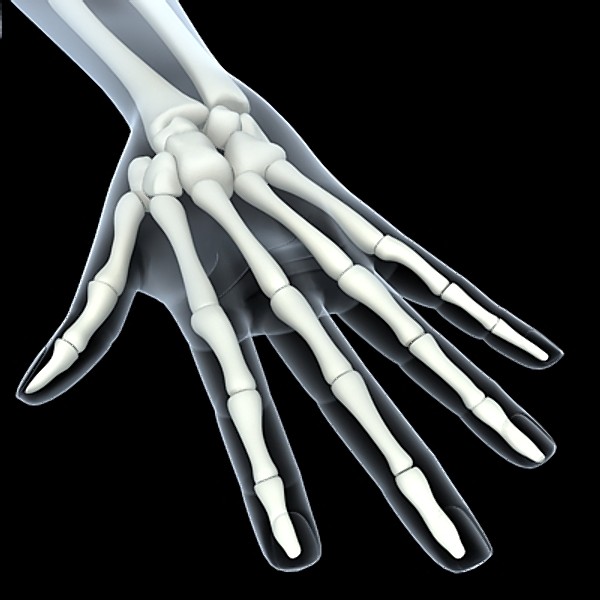 shoulder upper limb 3d 3ds - Shoulder & upper limbs.zip... by RadioMatrix