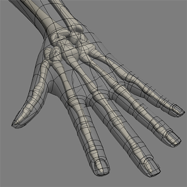 shoulder upper limb 3d 3ds - Shoulder & upper limbs.zip... by RadioMatrix