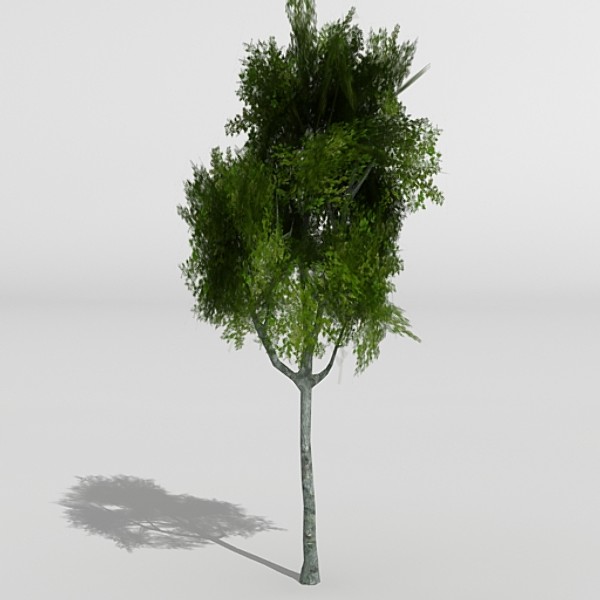 3d model silver birch - Silver Birch by fabelar