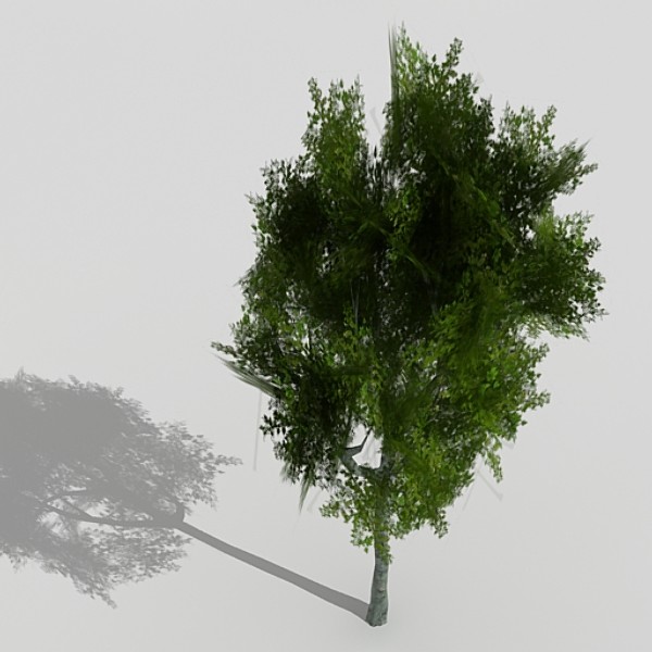 3d model silver birch - Silver Birch by fabelar