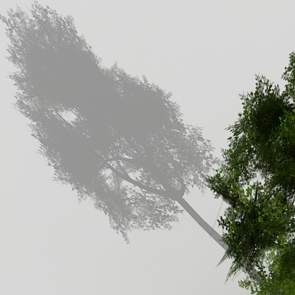 3d model silver birch - Silver Birch by fabelar