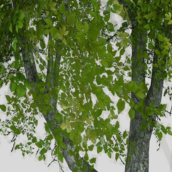 3d model silver birch - Silver Birch by fabelar