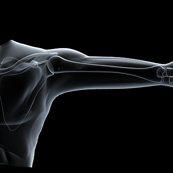 shoulder upper limb 3d 3ds - Shoulder & upper limbs.zip... by RadioMatrix