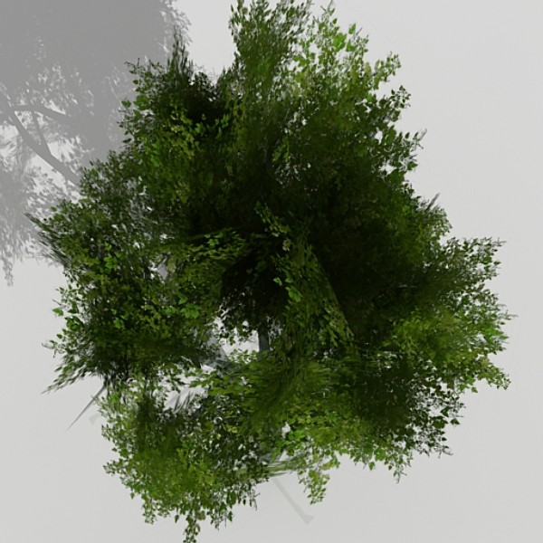 3d model silver birch - Silver Birch by fabelar