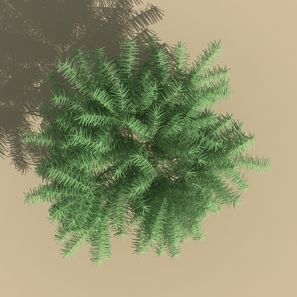 mexican palo verde 3d model - mexican palo verde by monkeyodoom