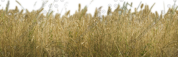 Wheat Field Texture High Resolution