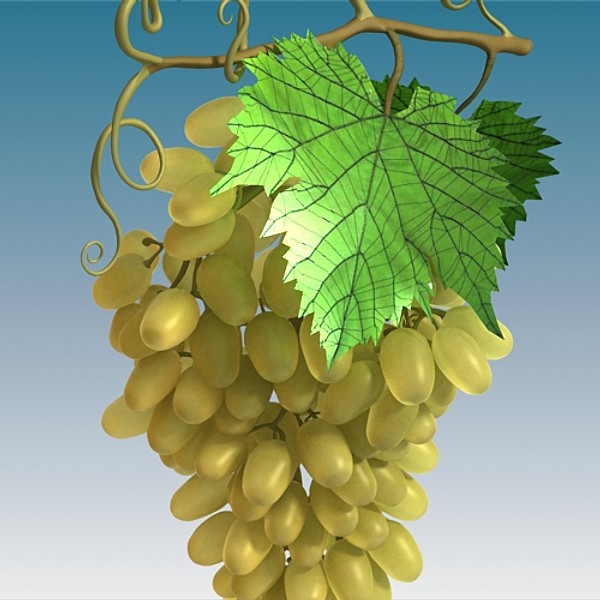 3d max seedless white grapes - Seedless White Grapes by sabah_au