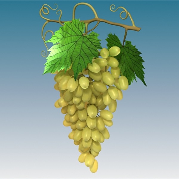 3d max seedless white grapes - Seedless White Grapes by sabah_au
