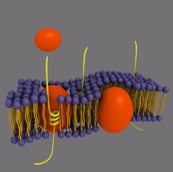 membrane animation facilitated diffusion 3d blend - Facilitated diffusion animation by Marcin Kurczewski